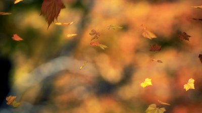 stock-footage-falling-leaves-blowing-in-the-wind-looped-and-masked