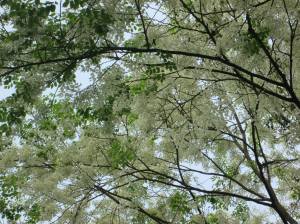 1891523_923707677640079_5309242271622755585_o