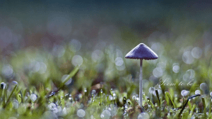 mushroom_after_rain_1920_x_1080_1137977872
