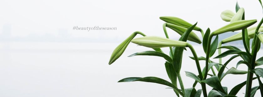 12901183_1147463841931127_4375567154511556815_o