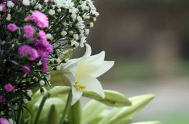 vvv1428279267-08212945